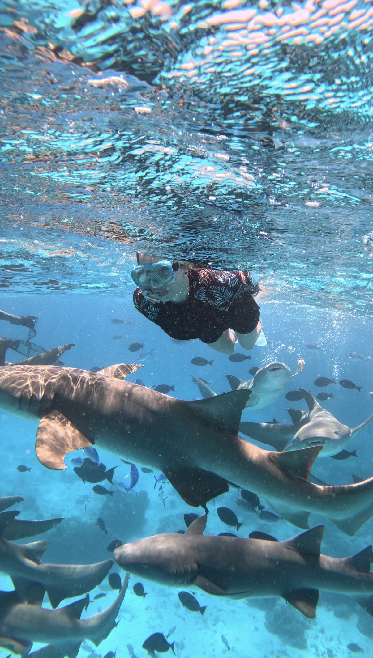 Viajero nadando entre tiburones nodriza en Maldivas